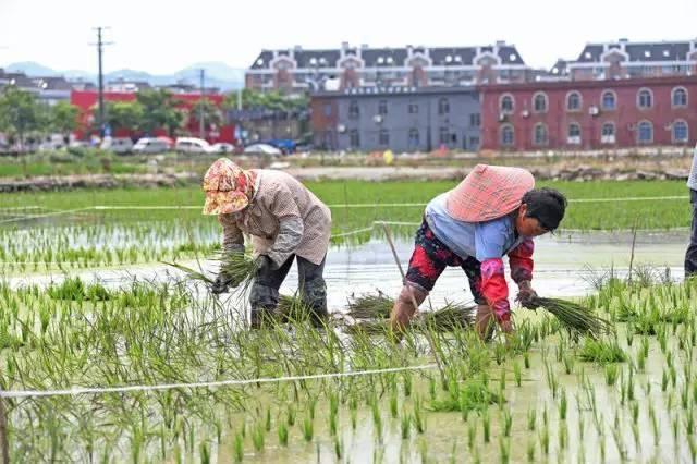 低成本小生意都有哪些（在农村月收入过万的几个小生意）-天下副业