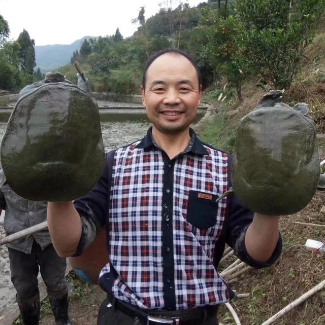 回农村养鳖年收入百万（未来养殖业什么最赚钱农村）-天下副业