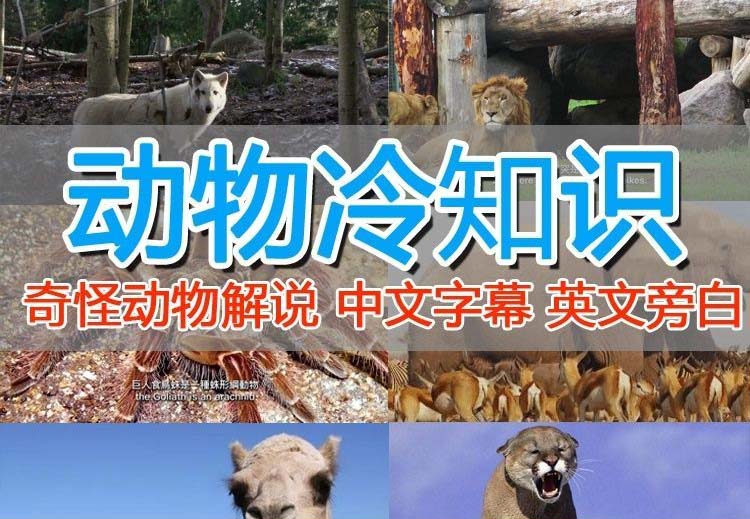 【副业项目6380期】外面卖1699的国外纪录片解说（动物解说、美食、动画片）稳过中视频-天下副业